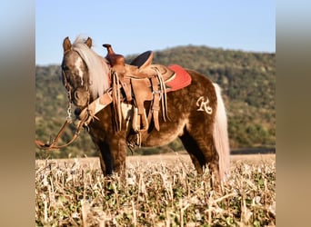 American Quarter Horse, Ruin, 7 Jaar, 94 cm, Bruin