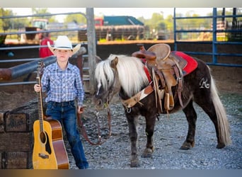 American Quarter Horse, Ruin, 7 Jaar, 94 cm, Bruin