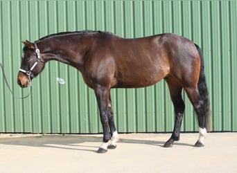 American Quarter Horse, Ruin, 7 Jaar, Bruin