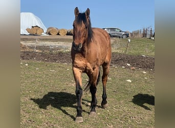 American Quarter Horse Mix, Ruin, 7 Jaar, Bruin
