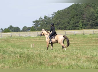 American Quarter Horse Mix, Ruin, 7 Jaar, Buckskin