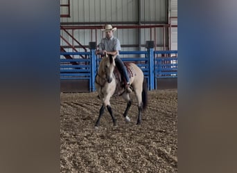 American Quarter Horse, Ruin, 7 Jaar, Buckskin