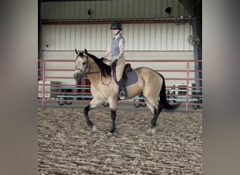 American Quarter Horse, Ruin, 7 Jaar, Buckskin