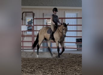 American Quarter Horse, Ruin, 7 Jaar, Buckskin