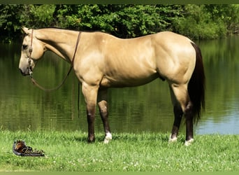 American Quarter Horse, Ruin, 7 Jaar, Buckskin