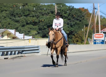 American Quarter Horse, Ruin, 7 Jaar, Buckskin
