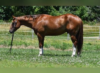 American Quarter Horse, Ruin, 7 Jaar, Donkere-vos