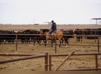 American Quarter Horse, Ruin, 7 Jaar, Falbe