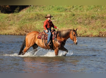 American Quarter Horse, Ruin, 7 Jaar, Falbe