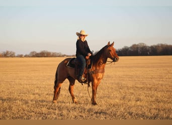 American Quarter Horse, Ruin, 7 Jaar, Falbe