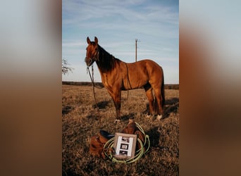 American Quarter Horse, Ruin, 7 Jaar, Falbe