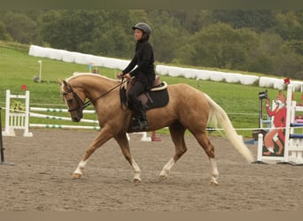 American Quarter Horse, Ruin, 7 Jaar, Palomino