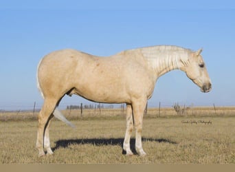 American Quarter Horse, Ruin, 7 Jaar, Palomino