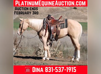 American Quarter Horse, Ruin, 7 Jaar, Palomino