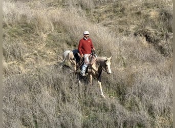 American Quarter Horse, Ruin, 7 Jaar, Palomino