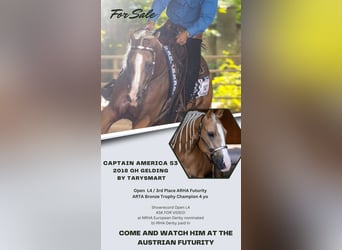 American Quarter Horse, Ruin, 7 Jaar, Palomino