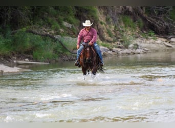 American Quarter Horse, Ruin, 7 Jaar, Roan-Bay