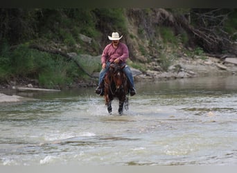 American Quarter Horse, Ruin, 7 Jaar, Roan-Bay