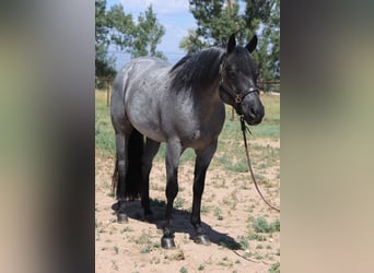 American Quarter Horse, Ruin, 7 Jaar, Roan-Blue