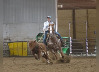 American Quarter Horse, Ruin, 7 Jaar, Roan-Red