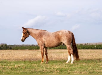 American Quarter Horse, Ruin, 7 Jaar, Roan-Red