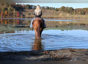 American Quarter Horse, Ruin, 7 Jaar, Roan-Red