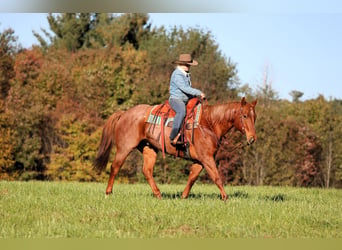 American Quarter Horse, Ruin, 7 Jaar, Roan-Red
