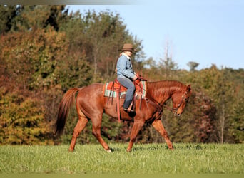 American Quarter Horse, Ruin, 7 Jaar, Roan-Red