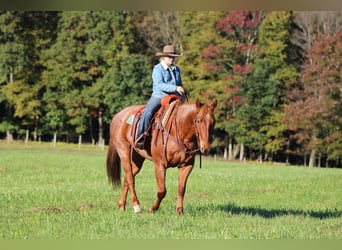 American Quarter Horse, Ruin, 7 Jaar, Roan-Red