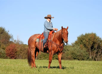 American Quarter Horse, Ruin, 7 Jaar, Roan-Red