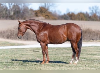 American Quarter Horse, Ruin, 7 Jaar, Roan-Red