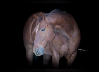 American Quarter Horse, Ruin, 7 Jaar, Roan-Red