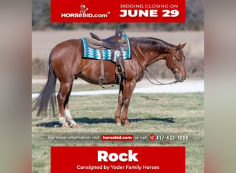 American Quarter Horse, Ruin, 7 Jaar, Roan-Red