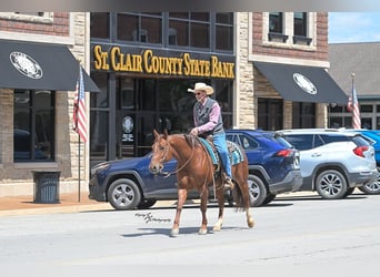 American Quarter Horse, Ruin, 7 Jaar, Roan-Red