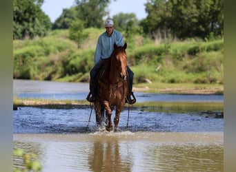 American Quarter Horse, Ruin, 7 Jaar, Roan-Red
