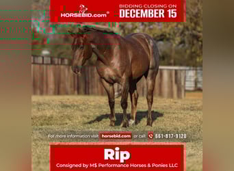 American Quarter Horse, Ruin, 7 Jaar, Roan-Red