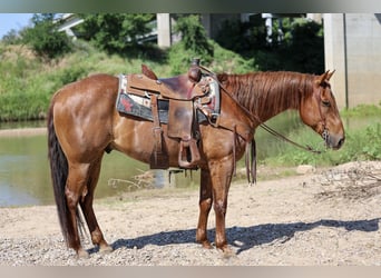 American Quarter Horse, Ruin, 7 Jaar, Roan-Red