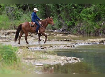 American Quarter Horse, Ruin, 7 Jaar, Roan-Red