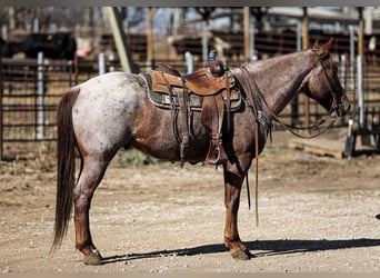 American Quarter Horse, Ruin, 7 Jaar, Roan-Red