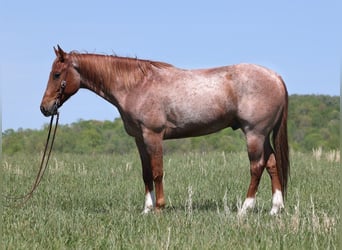 American Quarter Horse, Ruin, 7 Jaar, Roan-Red