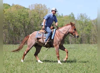American Quarter Horse, Ruin, 7 Jaar, Roan-Red