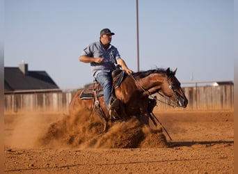 American Quarter Horse, Ruin, 7 Jaar, Roodbruin