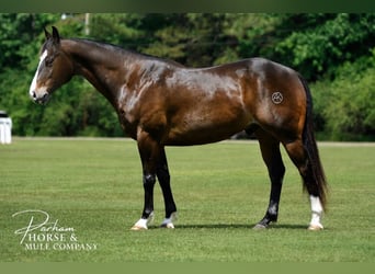 American Quarter Horse, Ruin, 7 Jaar, Roodbruin