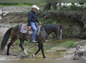 American Quarter Horse, Ruin, 7 Jaar, Roodbruin