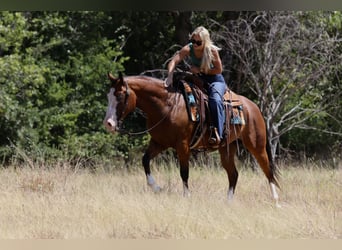 American Quarter Horse, Ruin, 7 Jaar, Roodbruin