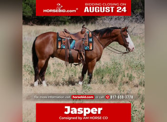 American Quarter Horse, Ruin, 7 Jaar, Roodbruin