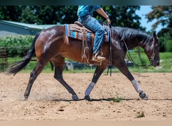 American Quarter Horse, Ruin, 7 Jaar, Roodbruin