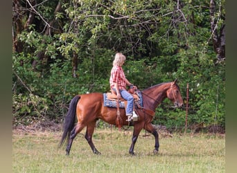 American Quarter Horse, Ruin, 7 Jaar, Roodbruin