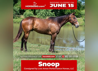 American Quarter Horse, Ruin, 7 Jaar, Roodbruin