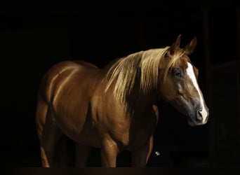 American Quarter Horse, Ruin, 7 Jaar, Roodvos